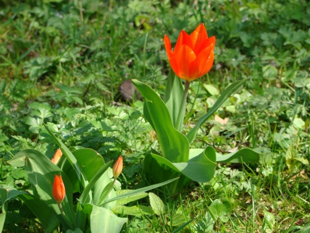 Pomlad 2008 - foto povečava
