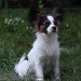 Filou, 5 mesecev >>