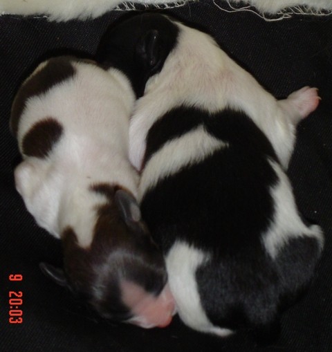 Samička (levo) in samček (desno), starost 3 dni.