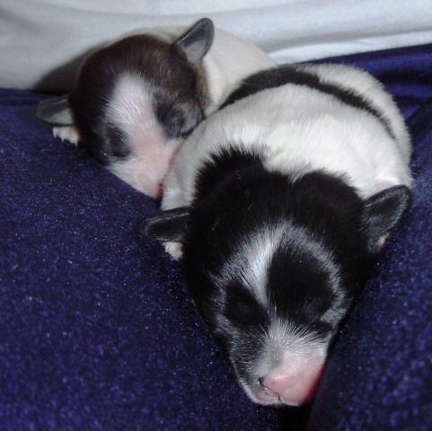 Parcek (psicka levo, psicek desno) starost 5 dni