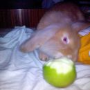 ukradeno jabolko je najbolse... jasmina idi si po novo!!!