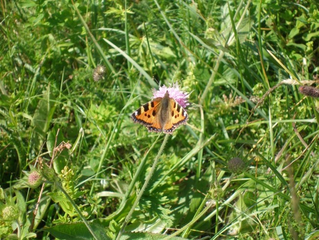 Uršlja gora 25.06.2007 - foto povečava