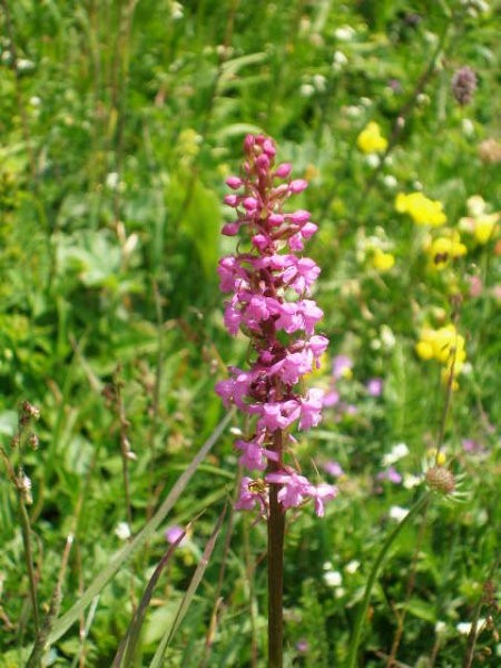 Uršlja gora 25.06.2007 - foto