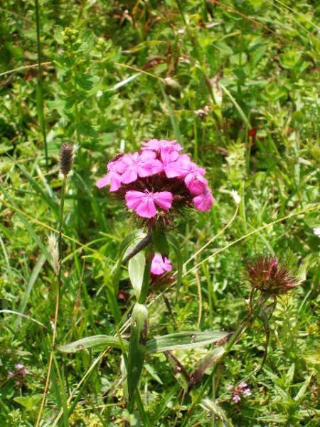 Uršlja gora 25.06.2007 - foto