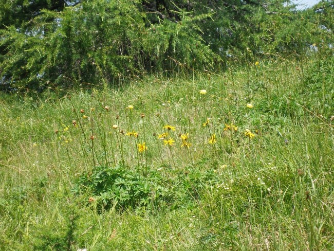 Uršlja gora 25.06.2007 - foto povečava