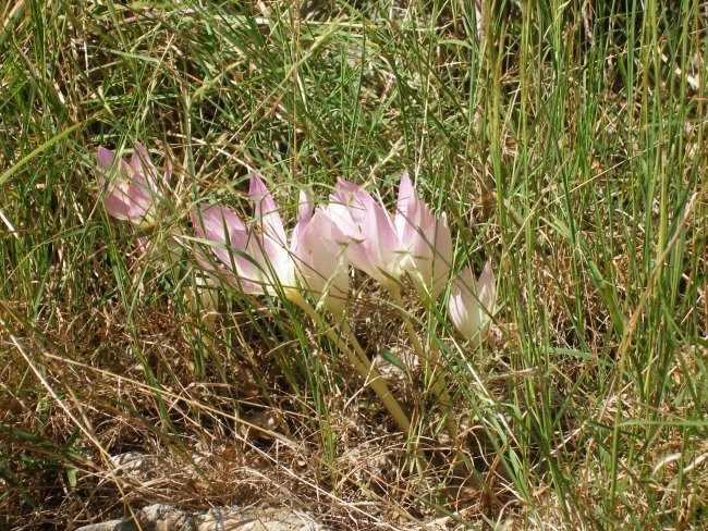 Paklenica - foto povečava