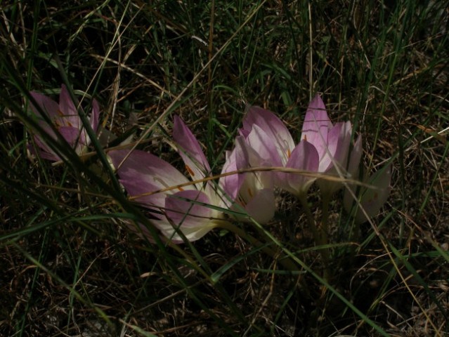 Paklenica - foto