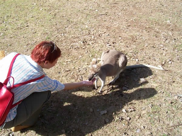 Hranjenje kengurujev