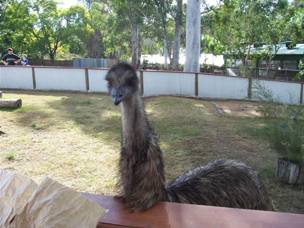 radovedni emu