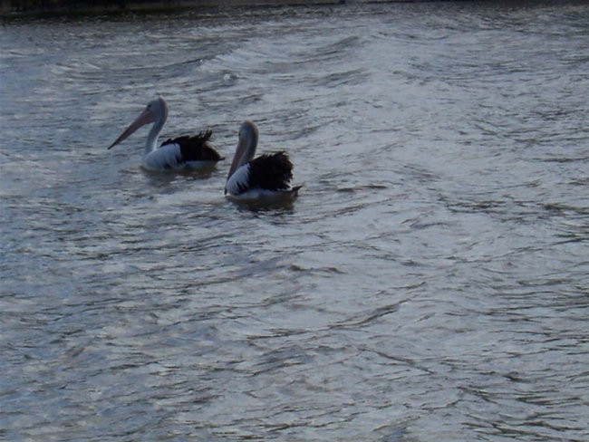 Tweedheads - obisk pelikanov