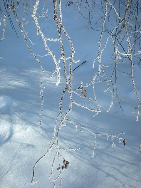 Novo leto 2009 - foto povečava