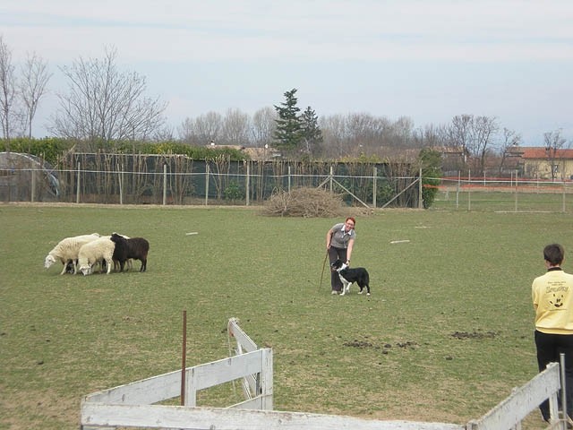 Herding , marec 2009 - foto povečava