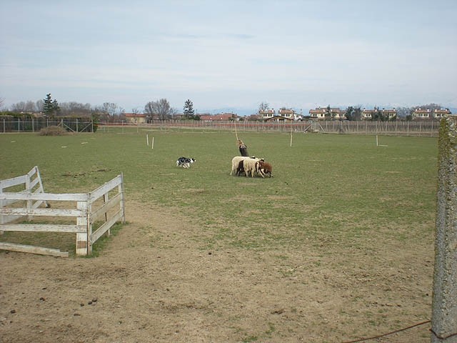 Herding , marec 2009 - foto povečava