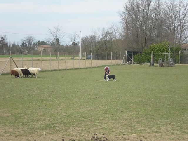 Herding , marec 2009 - foto povečava