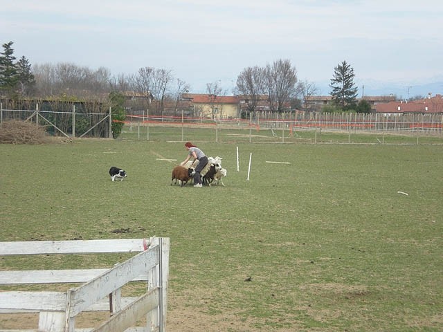 Herding , marec 2009 - foto
