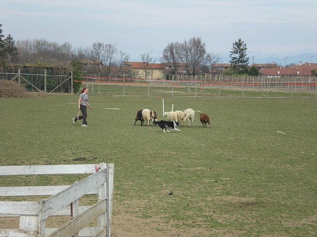 Herding , marec 2009 - foto