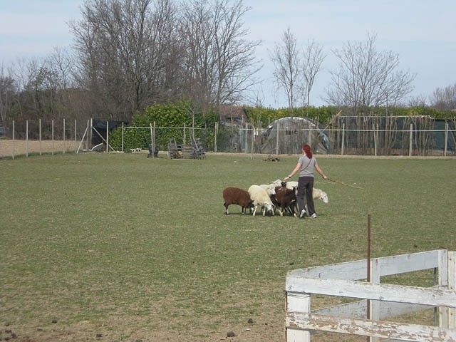 Herding , marec 2009 - foto