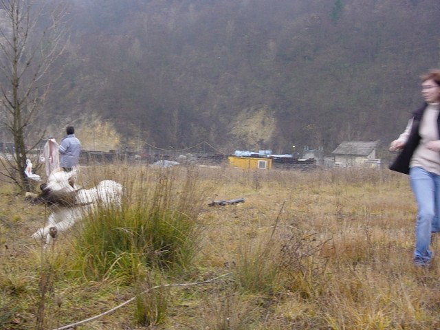 25.11.2007 - Se en trening s fazanom - foto povečava