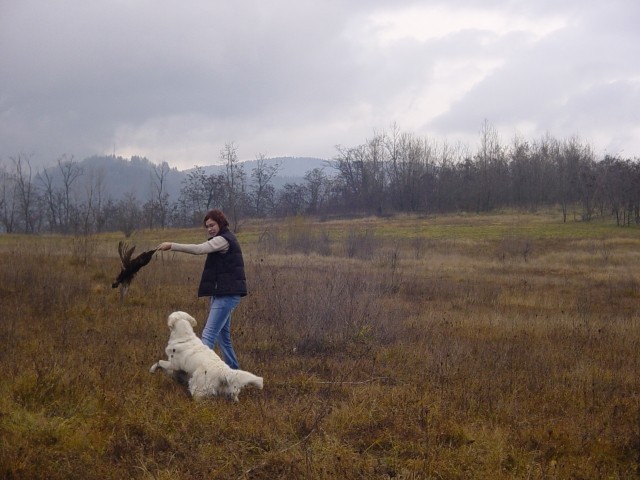 25.11.2007 - Se en trening s fazanom - foto