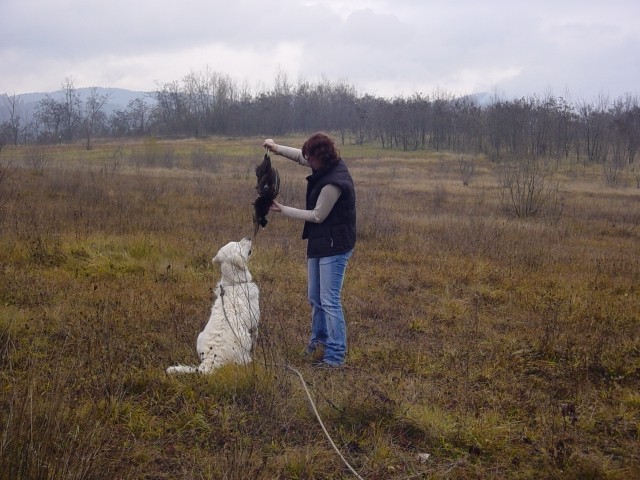 25.11.2007 - Se en trening s fazanom - foto