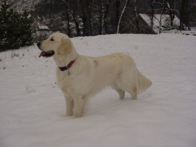 16.12.2007 - Na snegu - foto