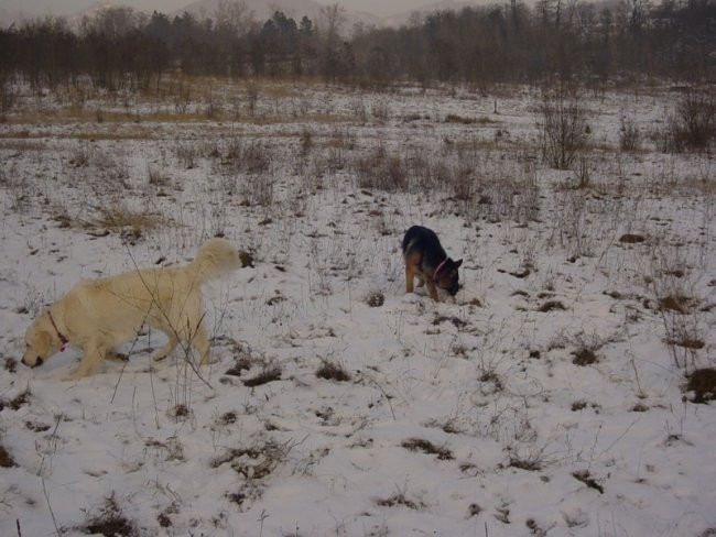 22.12.2007 - Na sprehodu z NO Dino - foto povečava