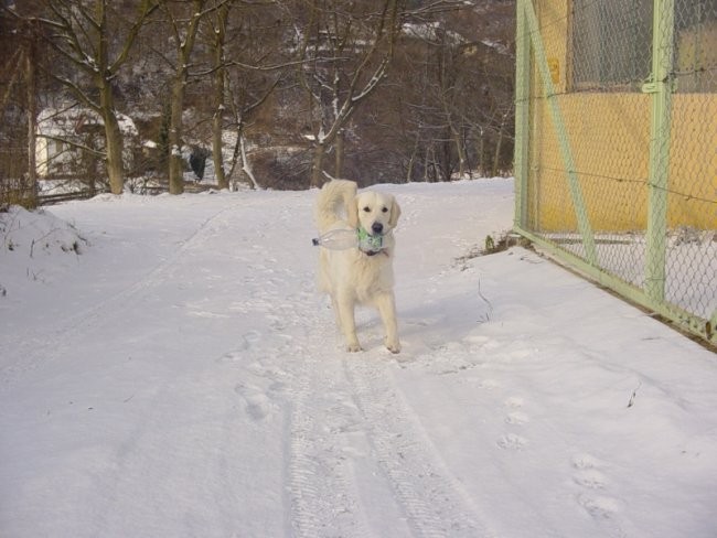 25.12.2007 - Bozicni sprehod na snegu - foto povečava