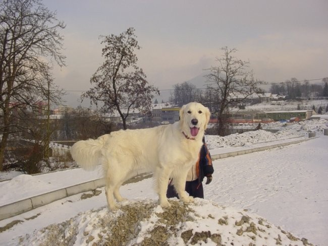 25.12.2007 - Bozicni sprehod na snegu - foto povečava