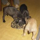 26.12.2007 - Nemske doge iz zagorske doline