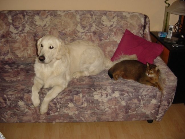 05.02.2008 - Cosmo in Joshua - foto povečava