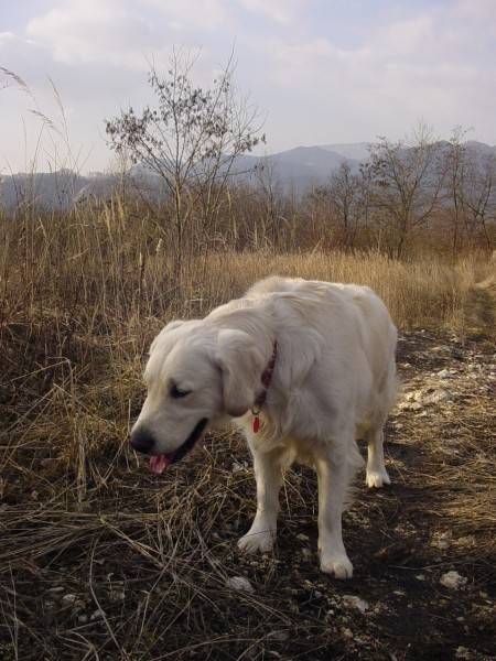 10.02.2008 - Sprehod - foto povečava