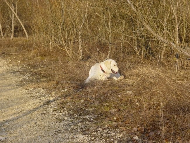 10.02.2008 - Sprehod - foto povečava