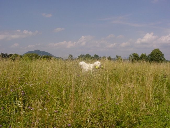 20.07.2008 - Zovnesko jezero - foto povečava