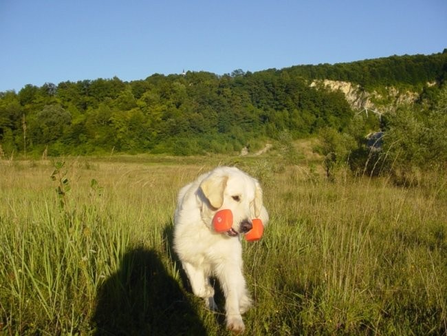 09.08.2008 - Red dingo in aportiranje - foto povečava