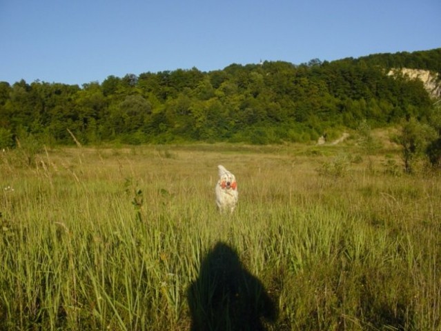 09.08.2008 - Red dingo in aportiranje - foto