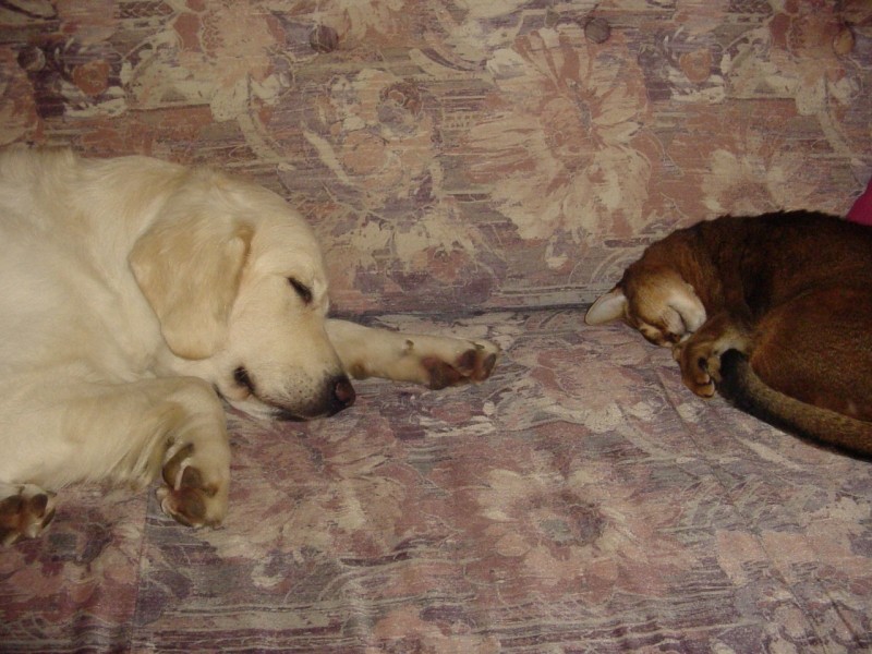 27.09.2008 - Joshua in Cosmo - foto povečava