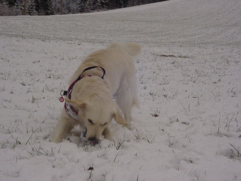 25.11.2008 - Sneeeeg! - foto povečava