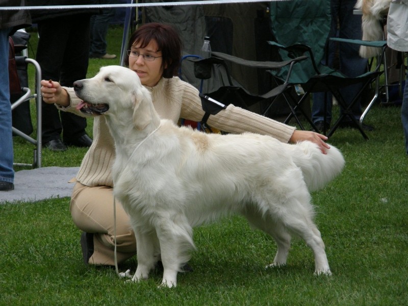 20.09.2008 - CACIB Maribor [Ocena: Odlicno 2, - foto povečava