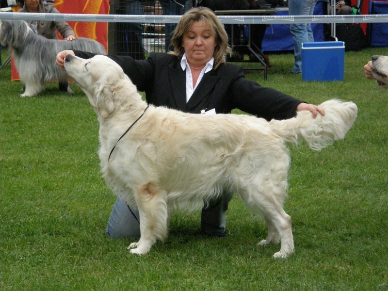 20.09.2008 - CACIB Maribor [Ocena: Odlicno 2, - foto povečava