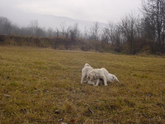 20.01.2007 - Obisk sestric Didi in Lune - foto povečava