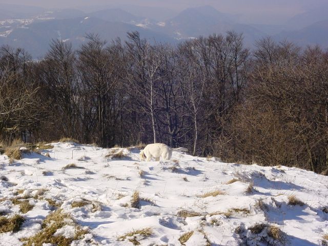 31.01.2007 - Izlet na Kum [1220 m] - foto povečava