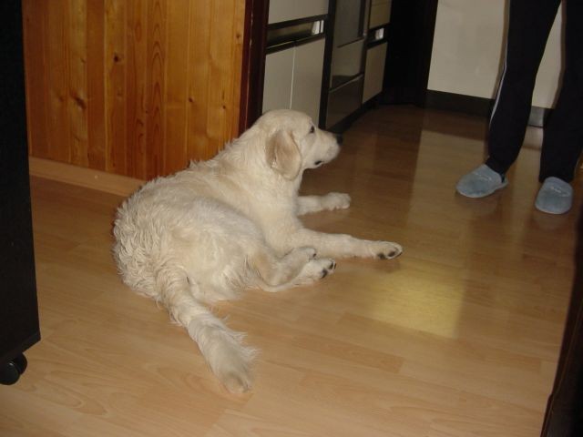04.03.2007 - Cosmo skopan - foto
