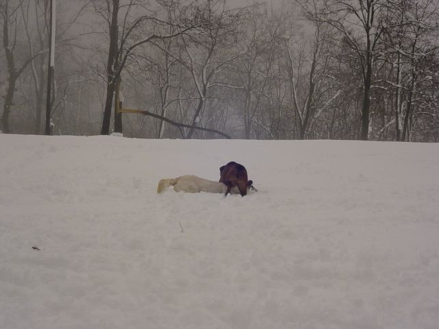 20.03.2007 - Norenje na snegu z boxerko Piko - foto