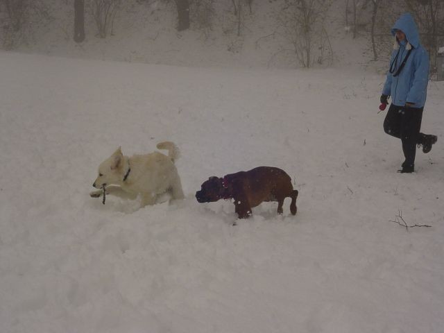20.03.2007 - Norenje na snegu z boxerko Piko - foto