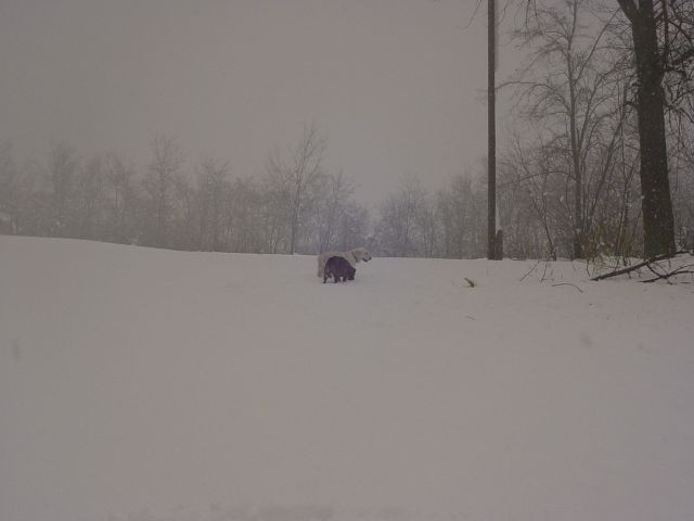 20.03.2007 - Norenje na snegu z boxerko Piko - foto povečava