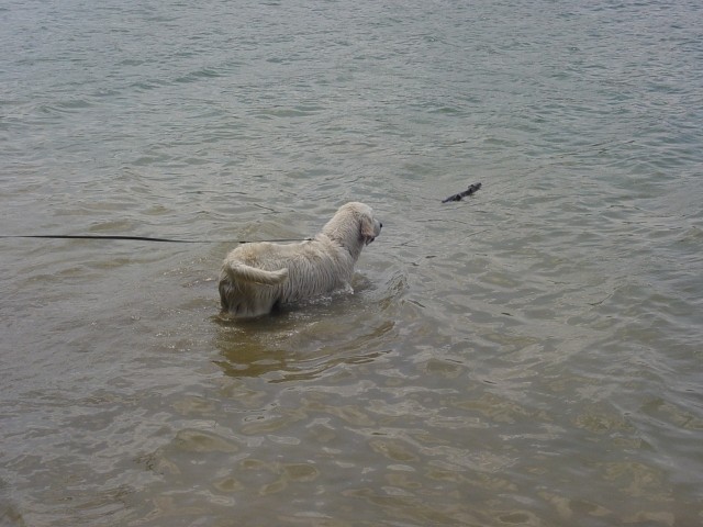 27.05.2007 - Zovnesko jezero - foto povečava
