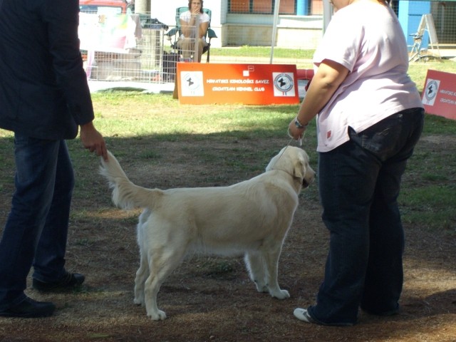 08.09.2007 - CACIB Umag [Ocena: Prav dobro] - foto povečava