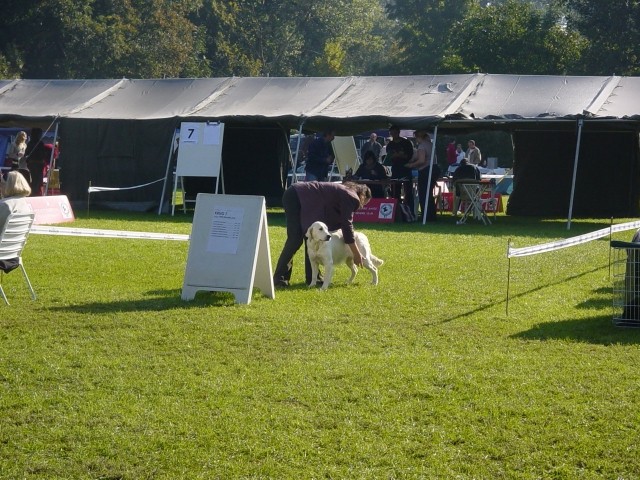 23.09.2007 - CACIB Varazdin [Ocena: Odlicno 2 - foto