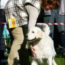 14.10.2007 - CAC Maribor [Photo by Svarci]