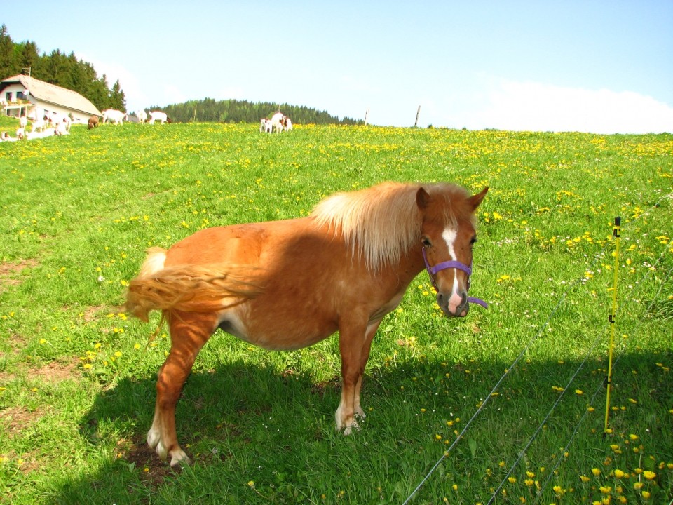 Pohod DPM k Kopinu 2.5.2009 - foto povečava